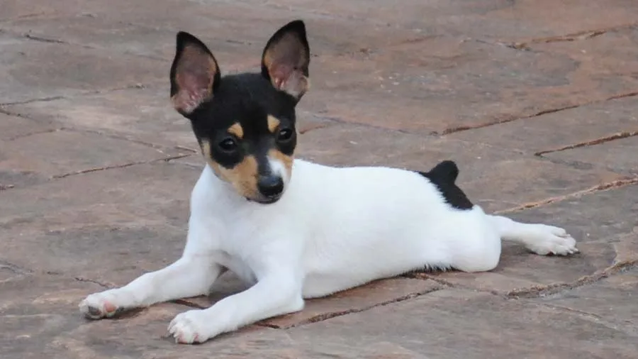 Chilean Fox Terrier
